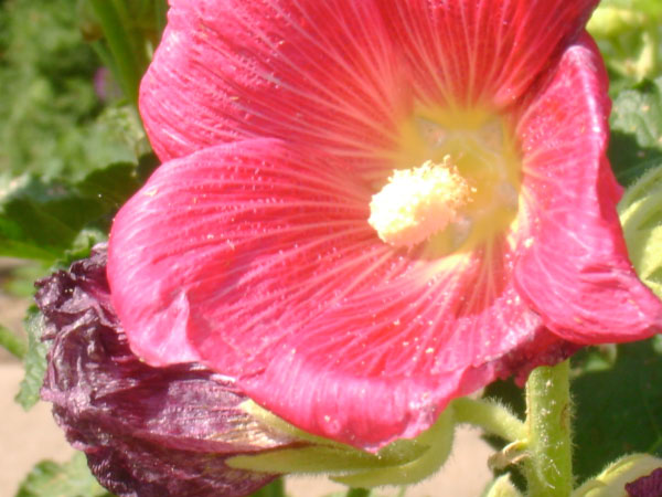 Botanical Gardens 3