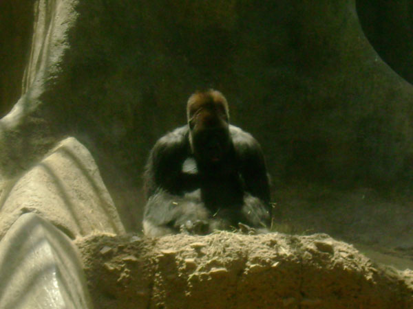 FtWorth Zoo King Cong