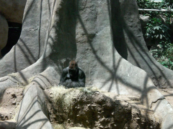 King of the Zoo