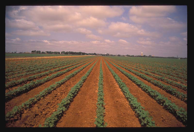 Sudan from Cotton Field