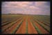 Sudan from Cotton Field