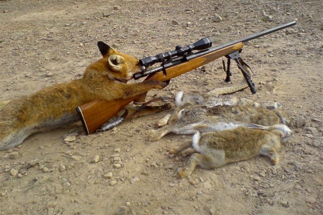 Fox actually hunting
